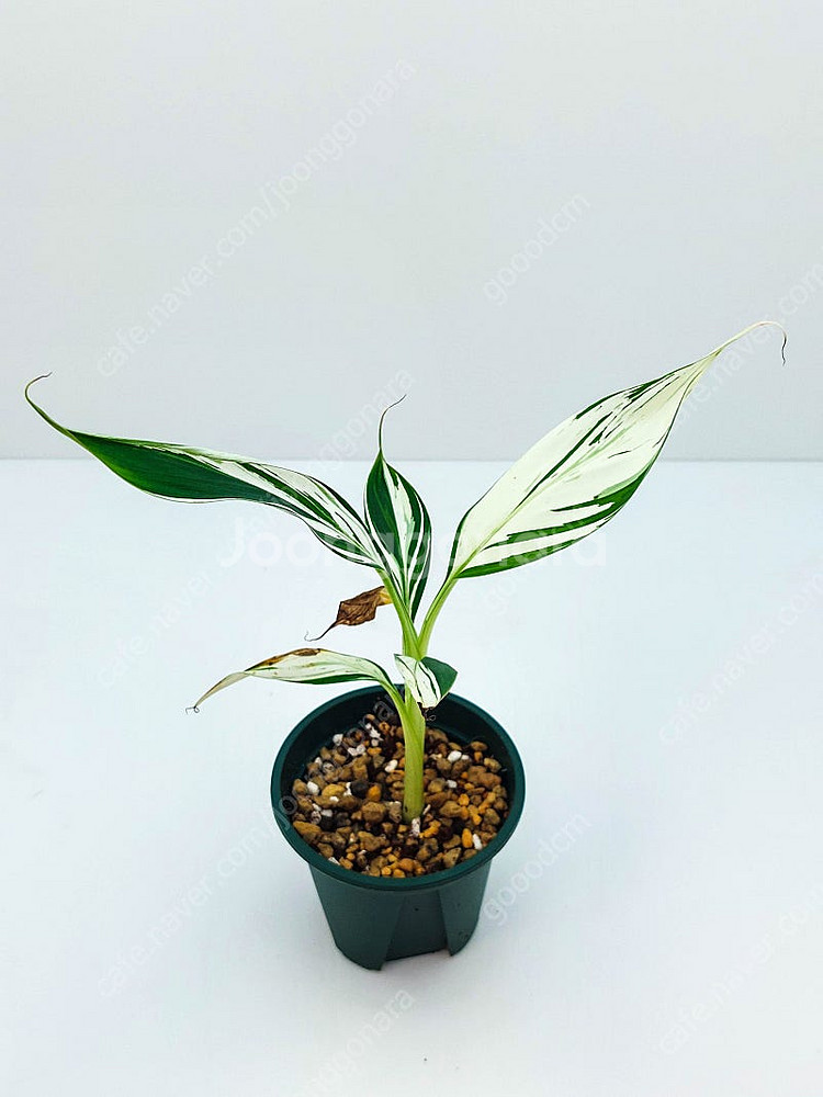 흰무늬 바나나 Musa Florida Banana ae...--5