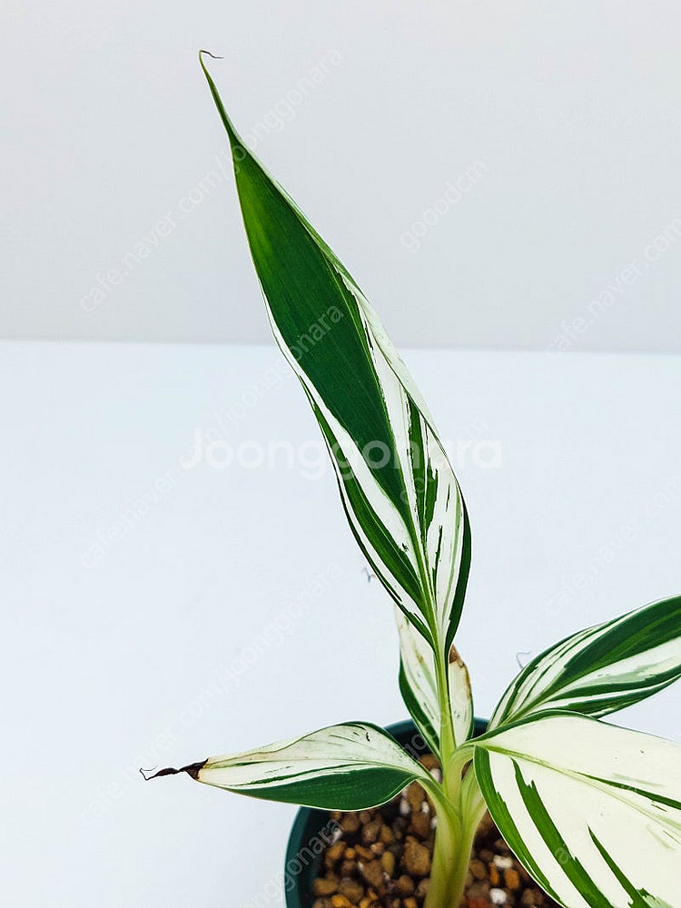 흰무늬 바나나 Musa Florida Banana ae...--7