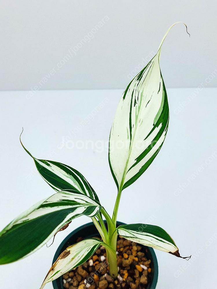 흰무늬 바나나 Musa Florida Banana ae...--8