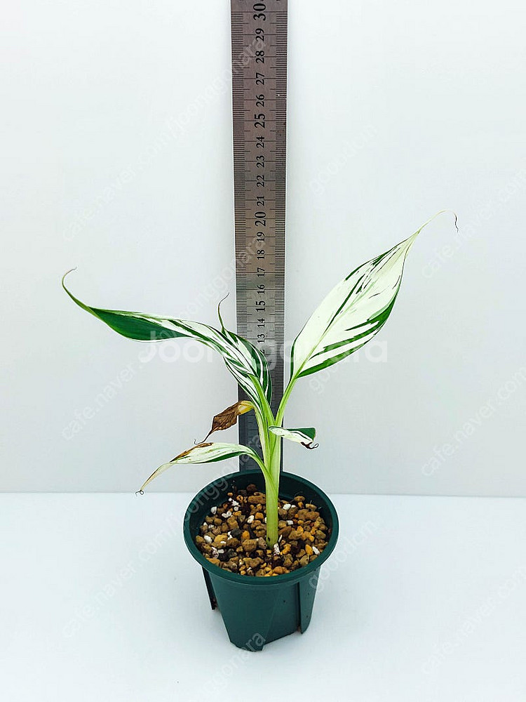 흰무늬 바나나 Musa Florida Banana ae...--9