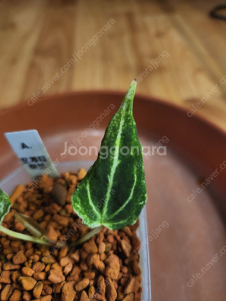안스리움 포게티 하브 바리에가타--2