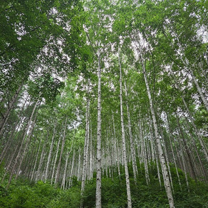 대명 삼척 양양 진도 남해 쏠비치 거제 변산 청송 단양 리조트 10월3.4.5.6.7일
