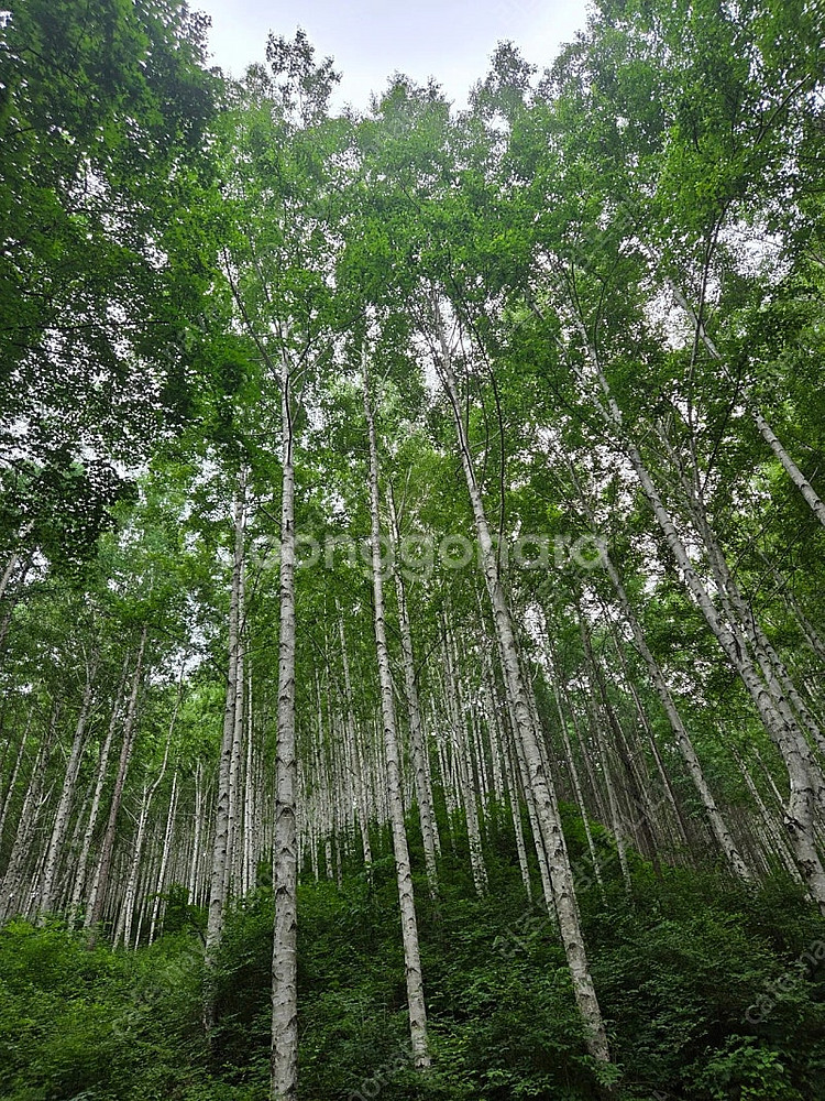 대명 삼척 양양 진도 남해 쏠비치 거제 변산 홍천비발디...--0