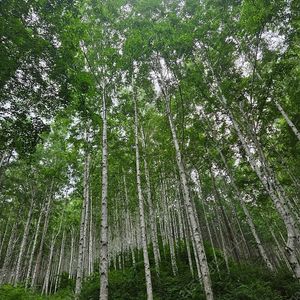 대명 삼척 양양 진도 남해 쏠비치 거제 변산 청송 단양 소노벨 리조트 10월3.4.5.6.7일