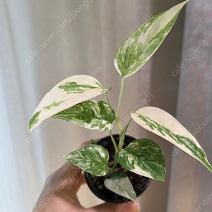 에피프레넘 세부블루 바리에가타