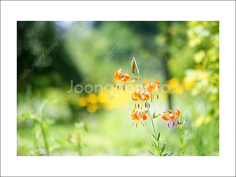 [OM 마운트] 수동 올드렌즈 Olympus OM 90...--8