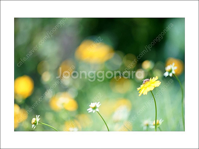 [OM 마운트] 수동 올드렌즈 Olympus OM 90...--9