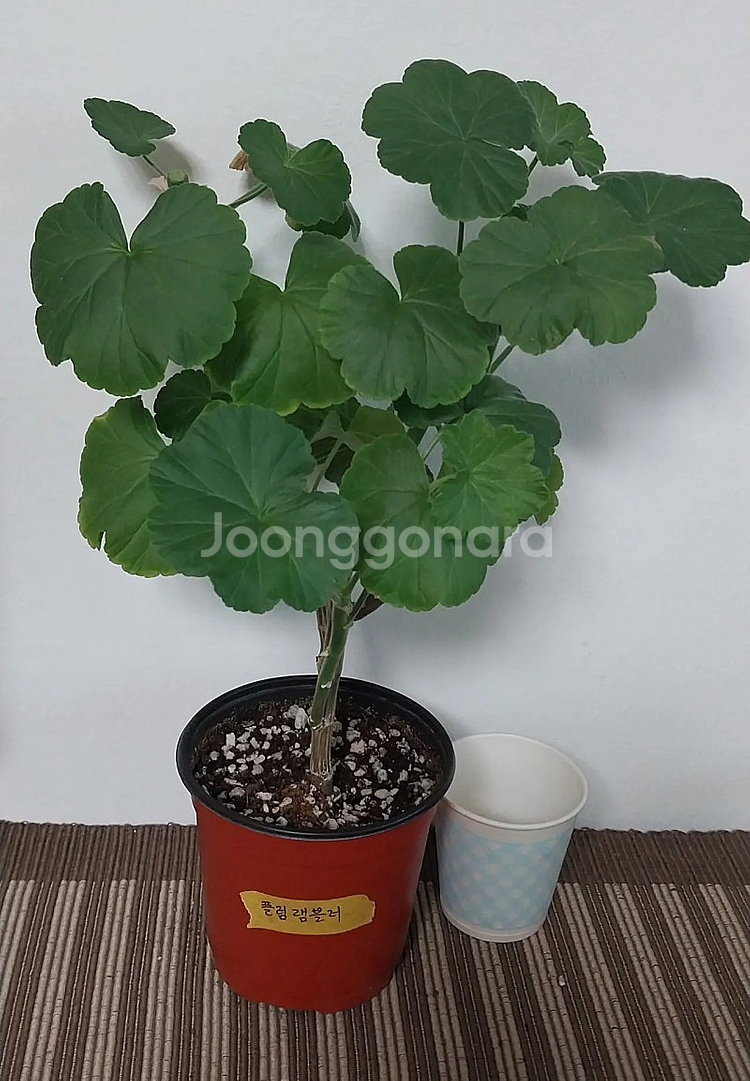 제라늄 분양(중대품)--2
