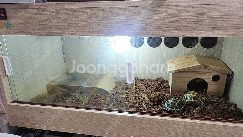 호스필드 육지거북2마리(사육장포함)--0