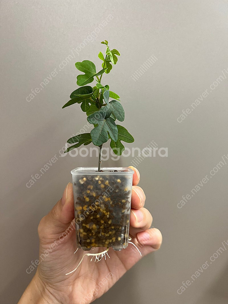 아데니아 이살로엔시스--0