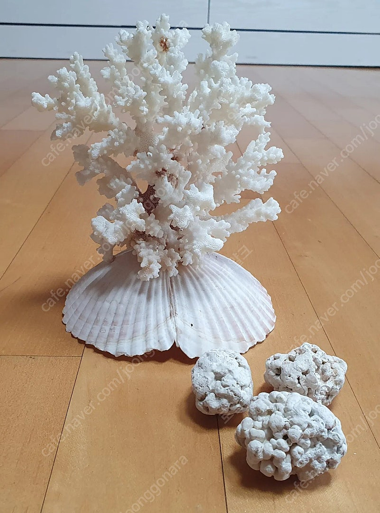 희귀)천연 산호 어항꾸미기 인테리어 소품--1