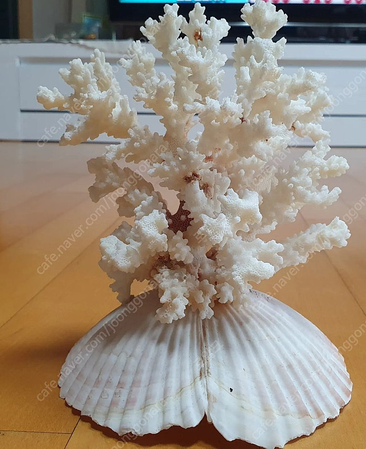 희귀)천연 산호 어항꾸미기 인테리어 소품--2