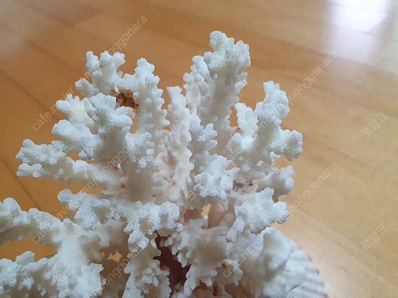 희귀)천연 산호 어항꾸미기 인테리어 소품--3