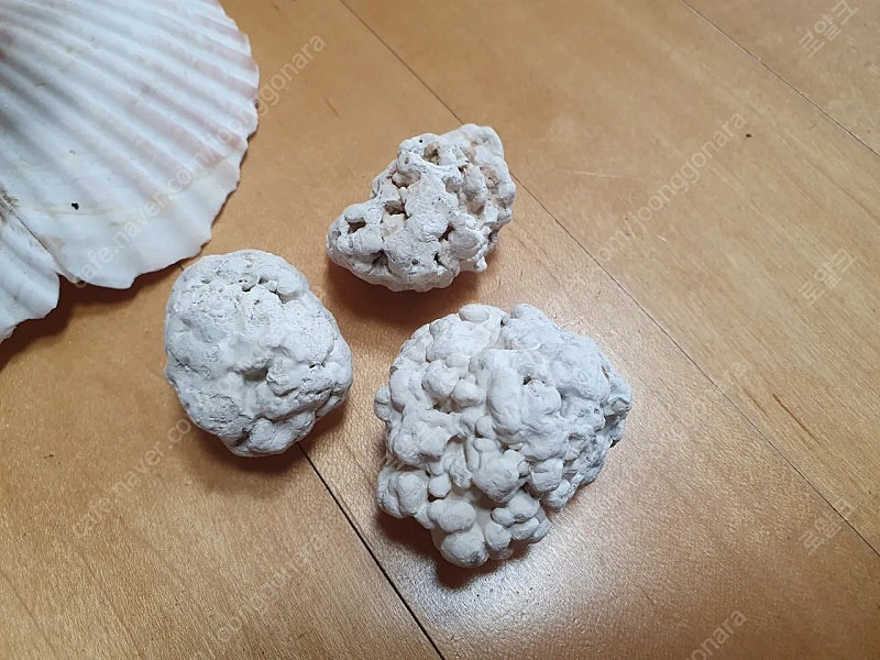 희귀)천연 산호 어항꾸미기 인테리어 소품--5