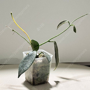 호야 톰소니 화이트 스플래쉬 3