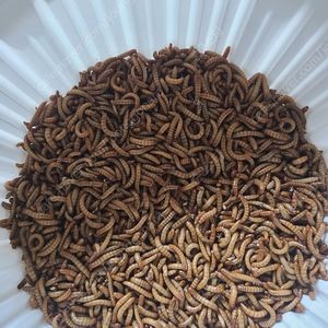 밀웜 1000마리 + 밀기울 2kg 팝니다.