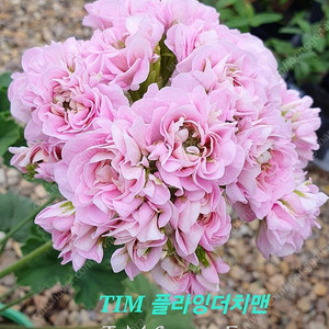 러시아제라늄 TIM플라잉더치맨