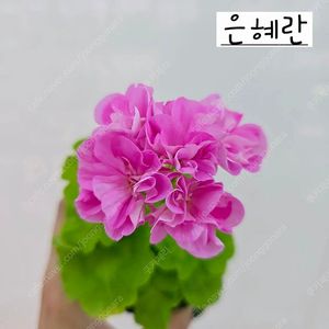 은혜란 제라늄