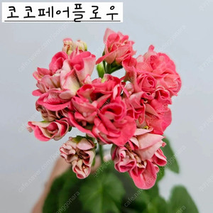 코코페어플로우 제라늄