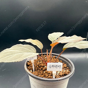 호마 (핑크벨벳, 슈퍼벨벳, 플레티넘벨벳, 뮤코2), 알로카시아 골든본 바리 분양