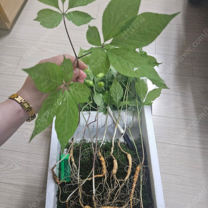 자연산삼