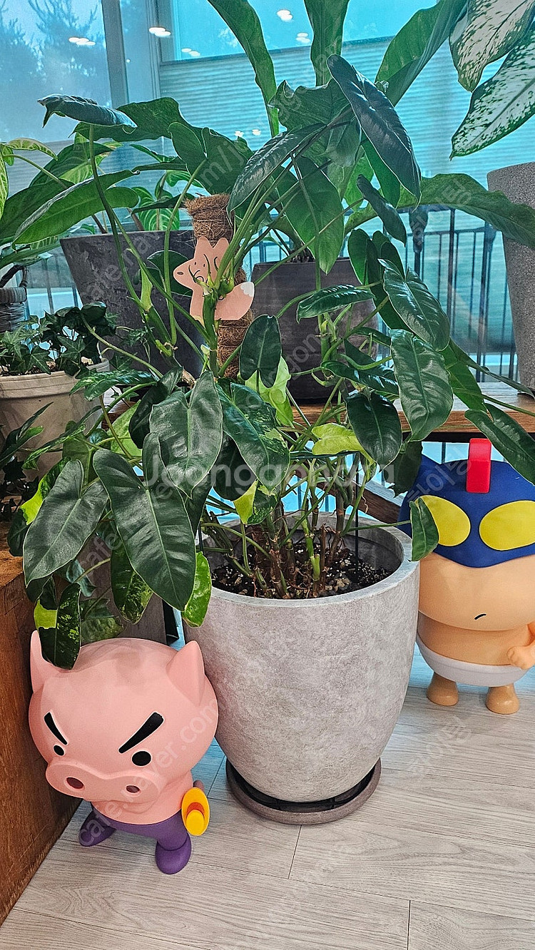 희귀식물 필로덴드론 버럴막스 바리에가타--0