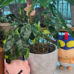 희귀식물 필로덴드론 버럴막스 바리에가타