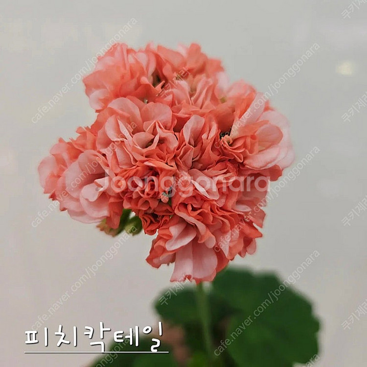 피치칵테일 제라늄--0