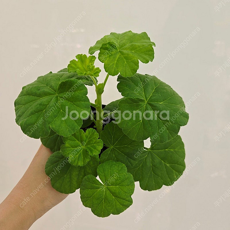 피치칵테일 제라늄--1