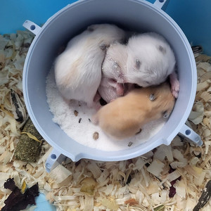 햄스터 분양