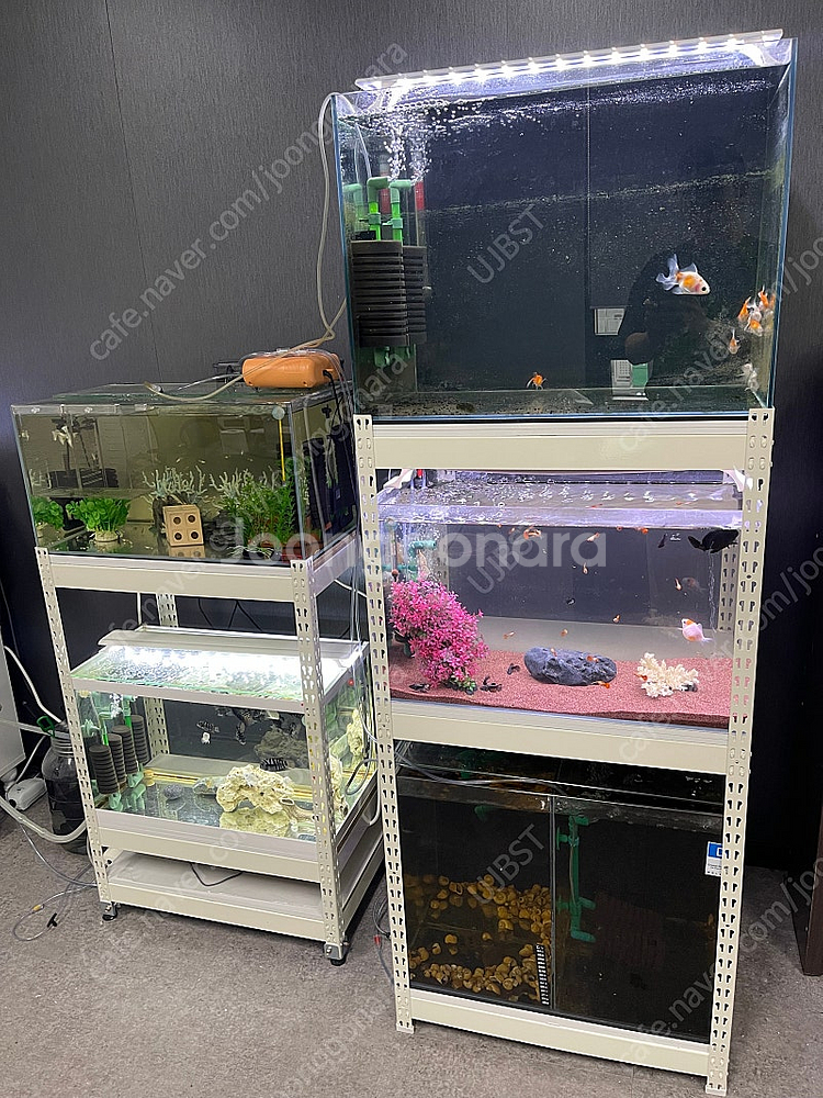 (경기 북부) 금붕어, 구피 키우기 2자 광폭, 2자 슬림, 2자 광폭 분할 수조 축양장 어항 조명 세트 S급 판매--0