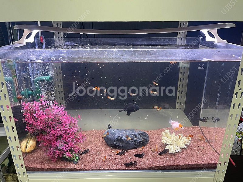 (경기 북부) 금붕어, 구피 키우기 2자 광폭, 2자 슬림, 2자 광폭 분할 수조 축양장 어항 조명 세트 S급 판매--1