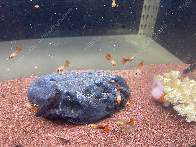 (경기 북부) 금붕어, 구피 키우기 2자 광폭, 2자 슬림, 2자 광폭 분할 수조 축양장 어항 조명 세트 S급 판매--2