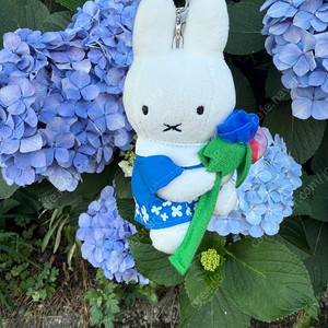 거제 수국미피
