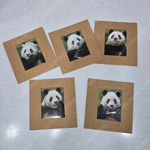 푸바오 사진 5장