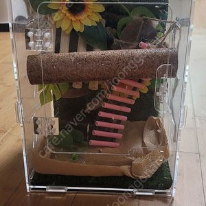 크래스티게코 도마뱀,사육장 일괄로 팔아요~