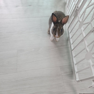 1달된 애완 어린 토끼 분양