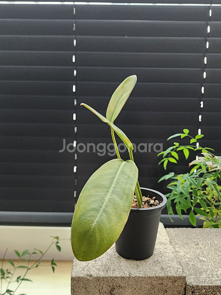 필로덴드론 칼로섬--1