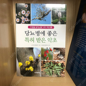 당뇨병에 좋은 특허 받은 약초 도감 식물 도서 책