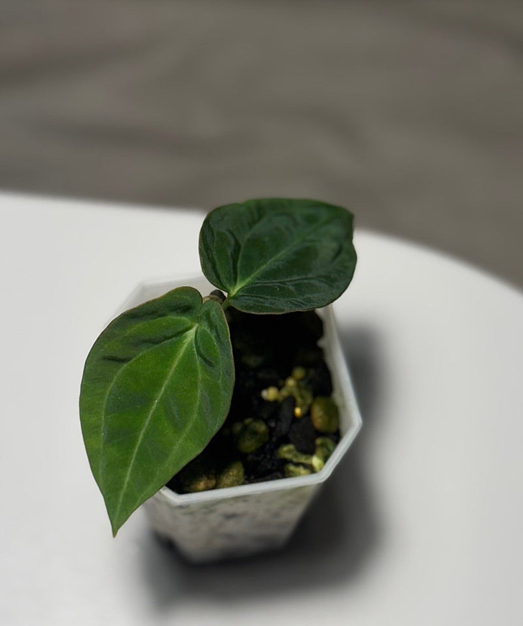 안스리움 안톨라키(BVEP) 라운드 x RA1--1