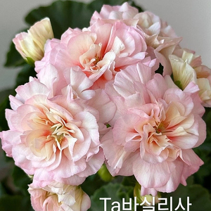 Ta 바실리사 베라늄