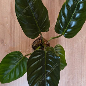 필로덴드론 Philodendron Roseospathum 묘