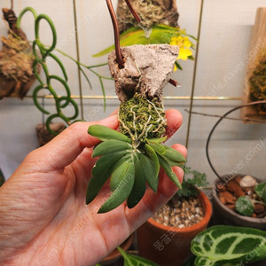 소형난 미니난 오니소세팔루스 비코르니스 Ornithocephalus Bicornis 부작난