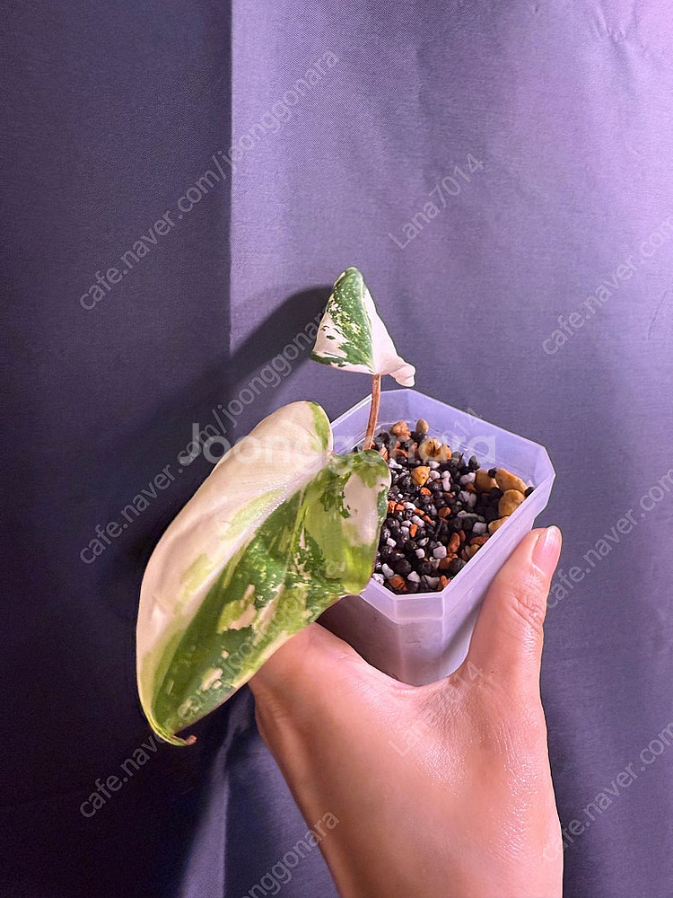 필로덴드론 글로리오섬 바리에가타--3