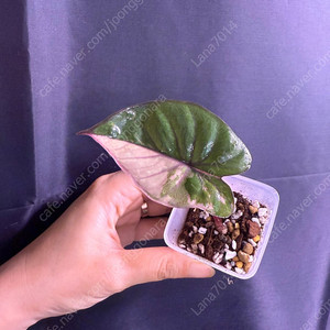 알로카시아 세렌디피티 바리에가타