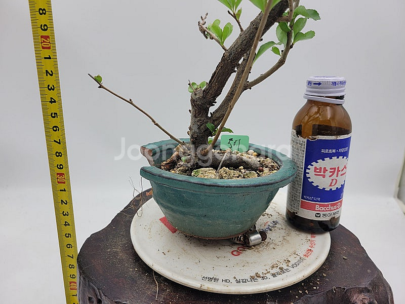 으름덩굴나무 분재 인테리어식물 카페화분 정원수--5