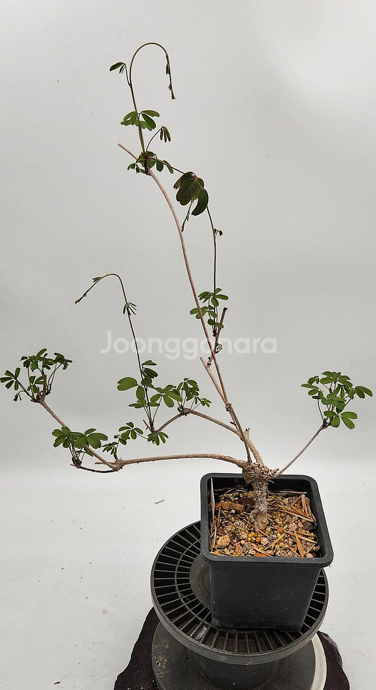 으름덩굴나무 분재 인테리어식물 카페화분 정원수--0