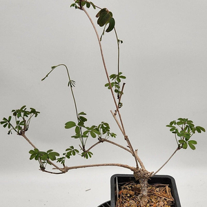 으름덩굴나무 분재 인테리어식물 카페화분 정원수