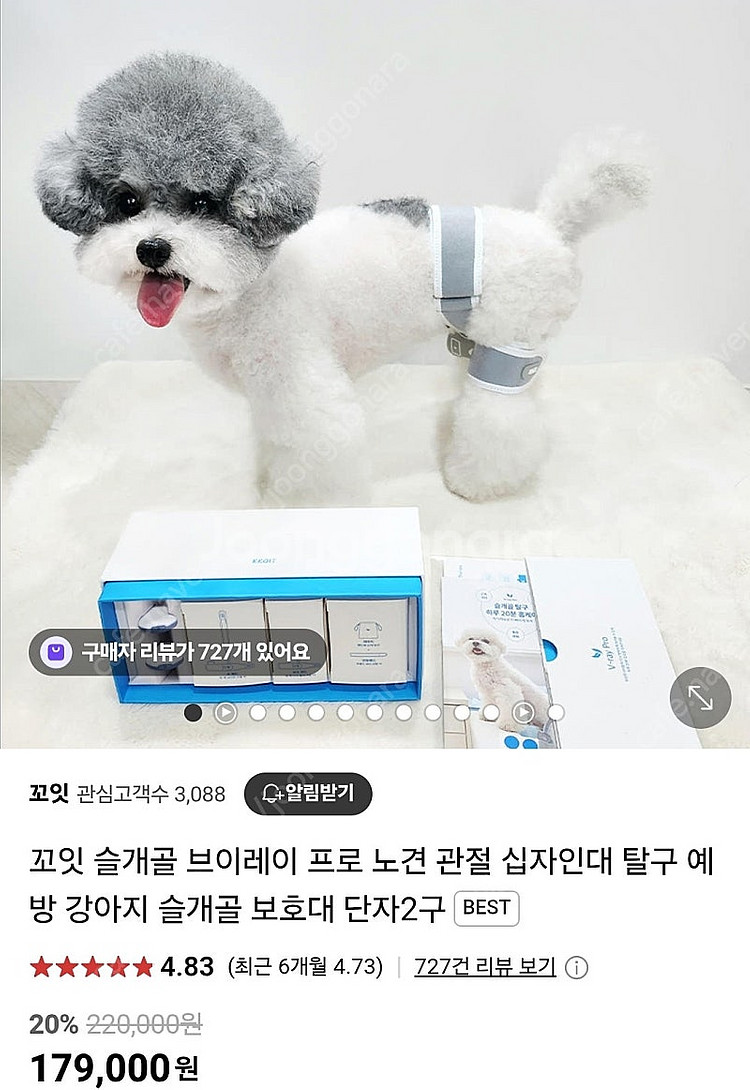 꼬잇 슬개골 회복 보호대 S--0