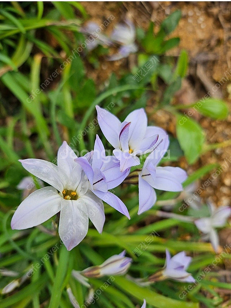 식물 향기별꽃--1